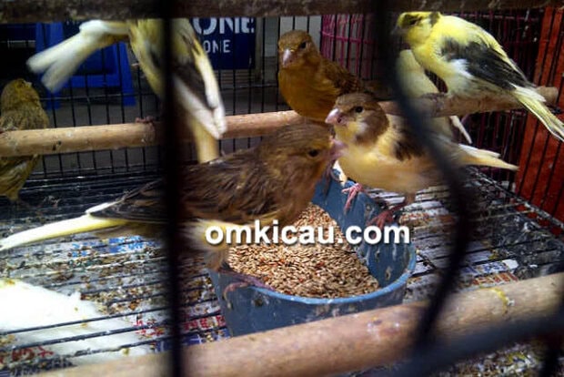 Pasopati Bird Shop