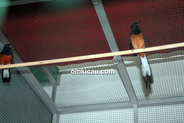 Breeding murai batu Pegassus BF