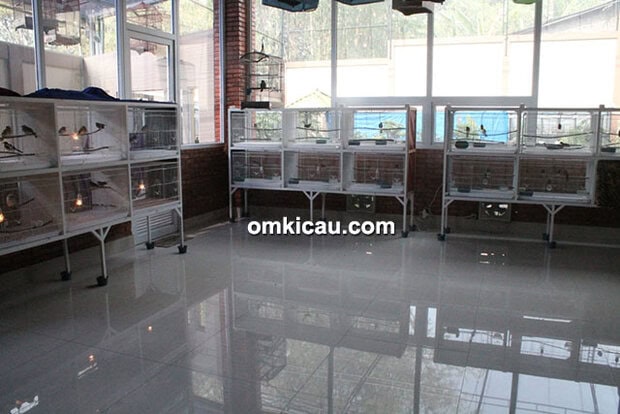 Breeder murai batu NSM BF Bogor
