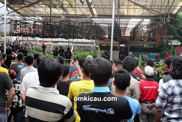 Lomba burung berkicau Road to Polo Homme Cup
