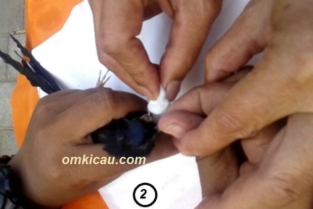 Cara mengobati burung murai batu bengkak