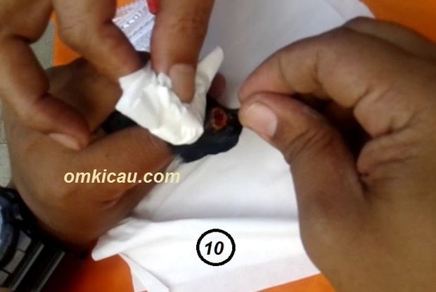 obat manjur untuk burung sakit