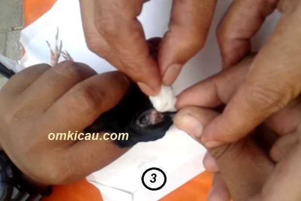 Cara mengobati burung murai batu bengkak dan benjol