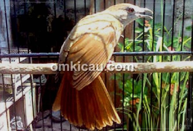 Kapas tembak Pegasus