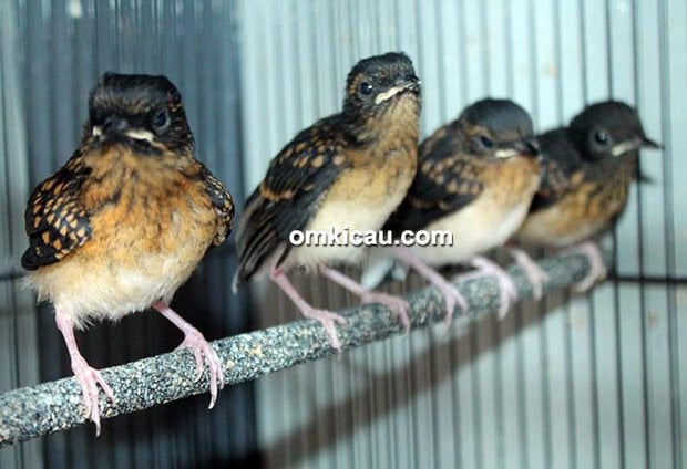 Breeding murai batu JBF Bekasi