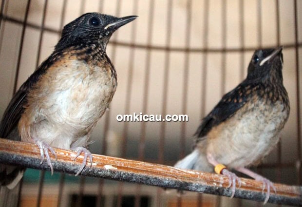 Breeding murai batu Pegassus BF