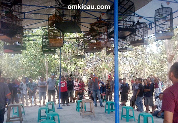 Kelas cucak ijo