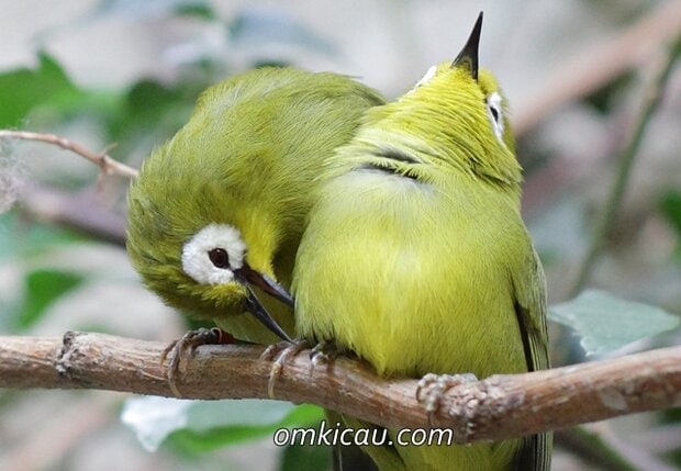 Burung pleci