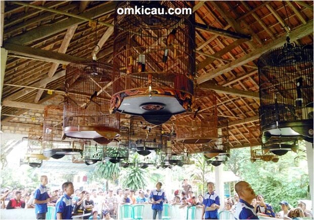 Latpres Gelora BC #2 Muara Enim: Kelas murai batu