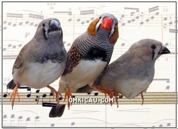 5 audio kicauan unik pipit zebra untuk variasi masteran