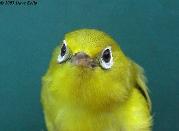 Zosterops chloris flavissimus
