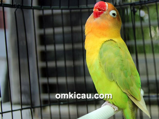 Lovebird Kusumo