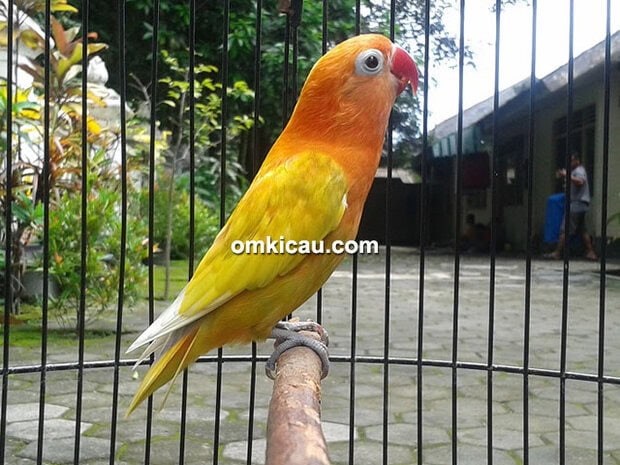 Lovebird Combet