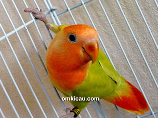 tips mengatasi lovebird ngeruji-1