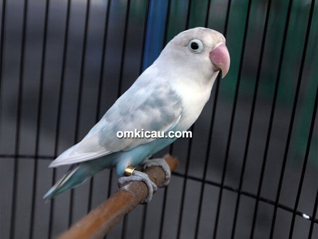 Lovebird Lorde