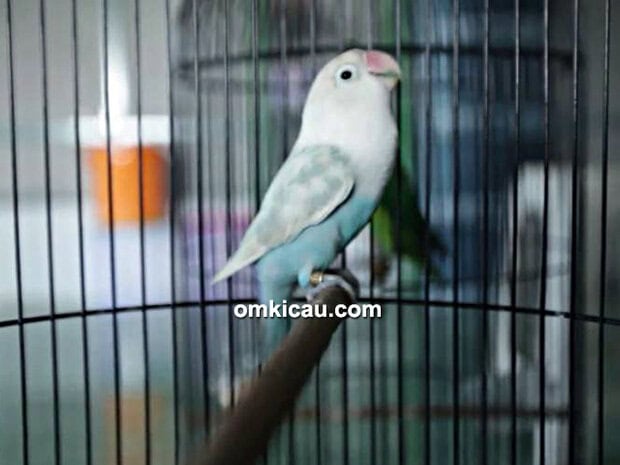 Lovebird Lorde