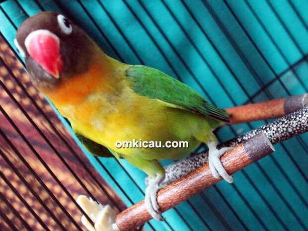 Lovebird Yuki