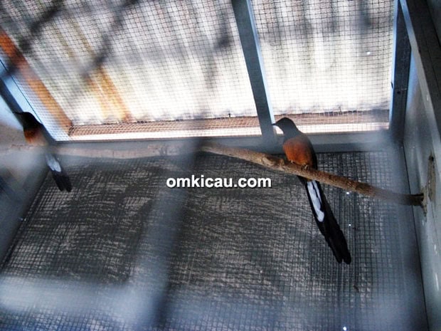 Breeding murai batu NN-PKS BF Surabaya