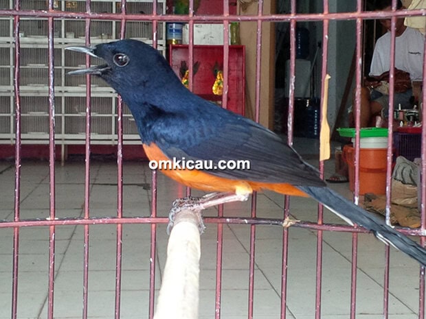 Gaya murai batu Black Mamba