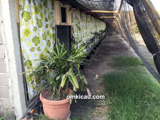 King Bali BF Denpasar