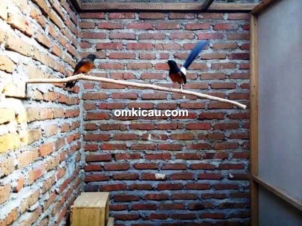 Breeding murai batu AJBF Surabaya