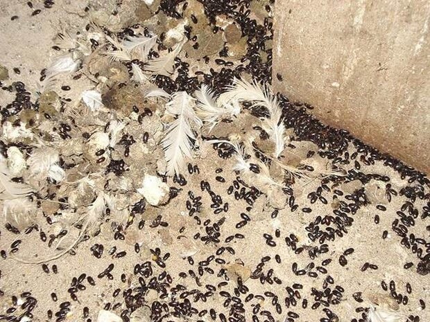 Ulat kandang banyak ditemukan di kandang-kandang peternakan ayam