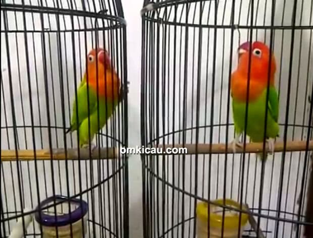Lovebird biola