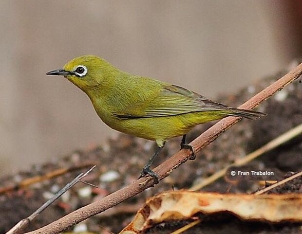 African Yellow White-eye