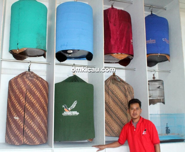 Breeding murai batu GMS BF Tangerang