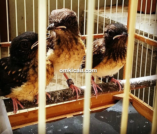 Breeding murai batu Kimseng BF Bekasi