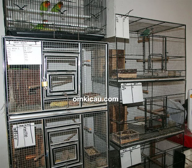 Breeding lovebird Om Benny Luwes