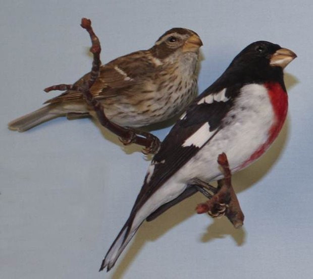Burung betina (kiri atas) dan burung rose-breasted grosbeak