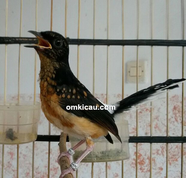 breeding murai batu Arco-Kapuk BF Serang