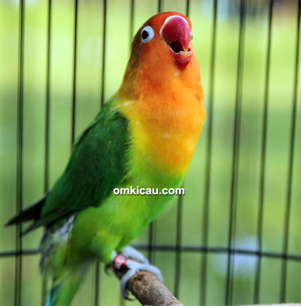 Lovebird Opium