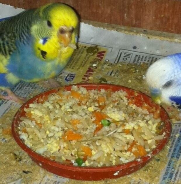 Parkit yang gemar makan nasi campur