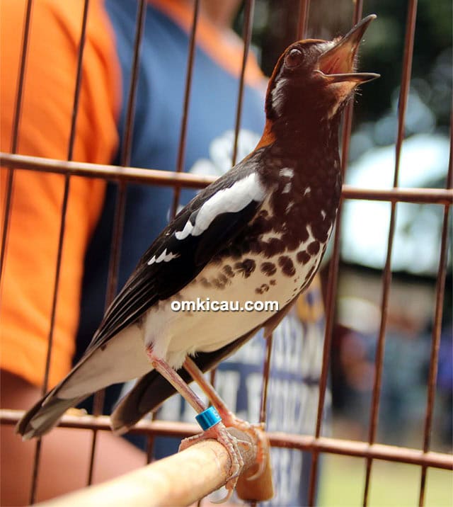 anis kembang Janoko