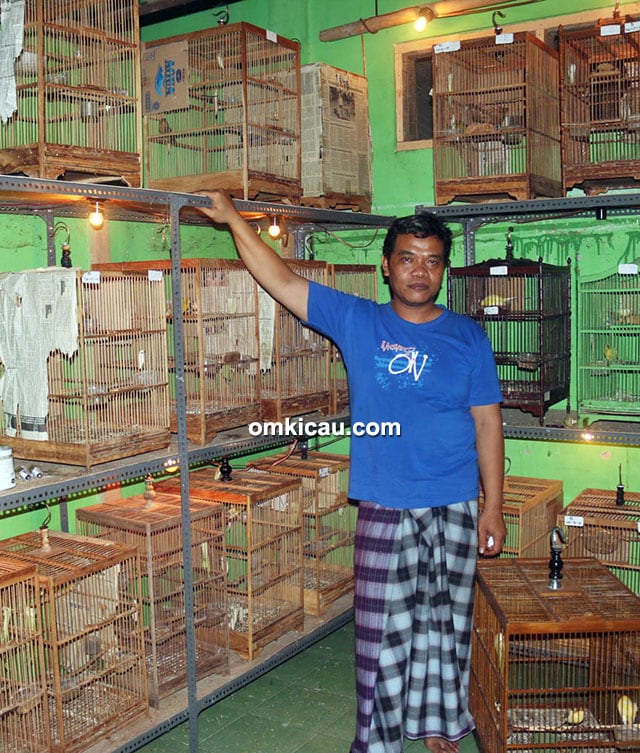 breeding kenari Rofiq Asngudi
