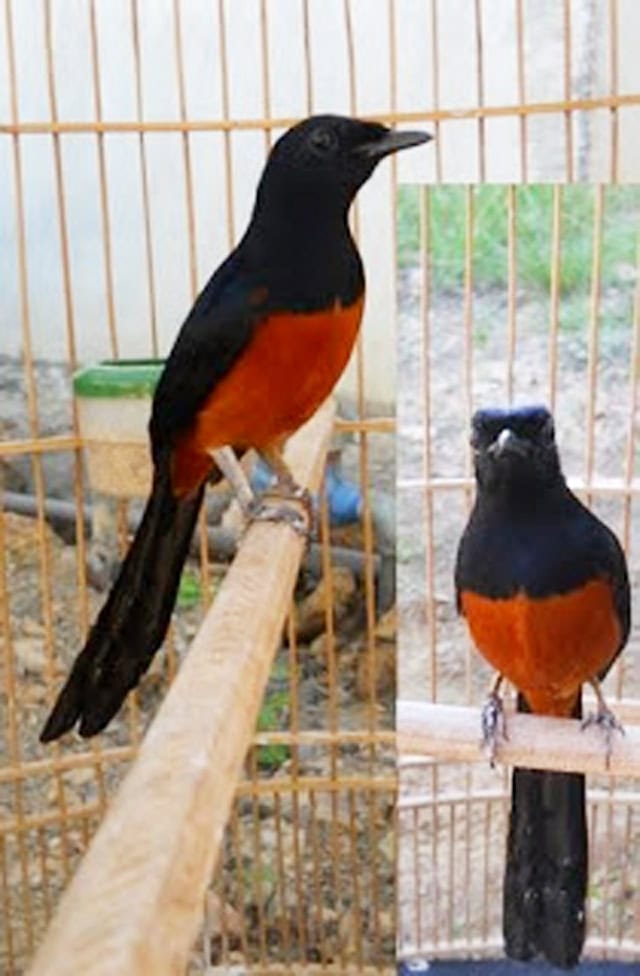 Murai batu ekor hitam