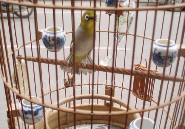Audio burung pleci
