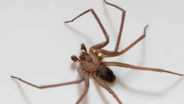 Spider Pest Control Services