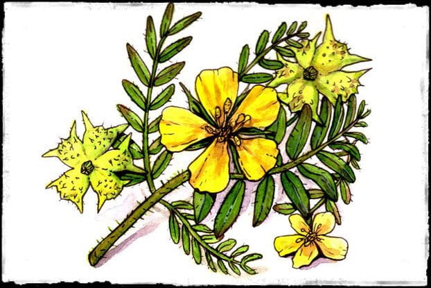 Tribulus terrestris