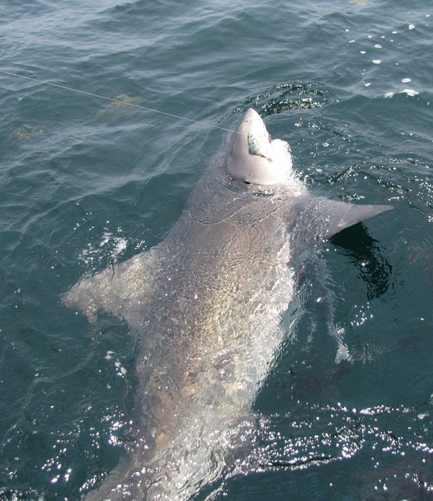 Shark Catch Release Fishing Charter In Perdido Key Fl Orange Beach Al Getaway Charters