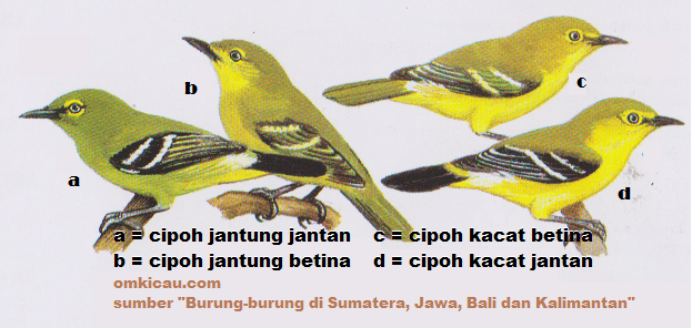 Gambar burung cipoh jantung dan cipoh kacat Gambar burung cipoh jantung dan cipoh kacat