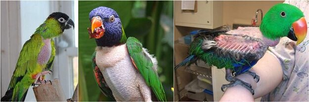 Perawatan burung nuri
