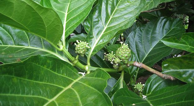 Manfaat daun mengkudu
