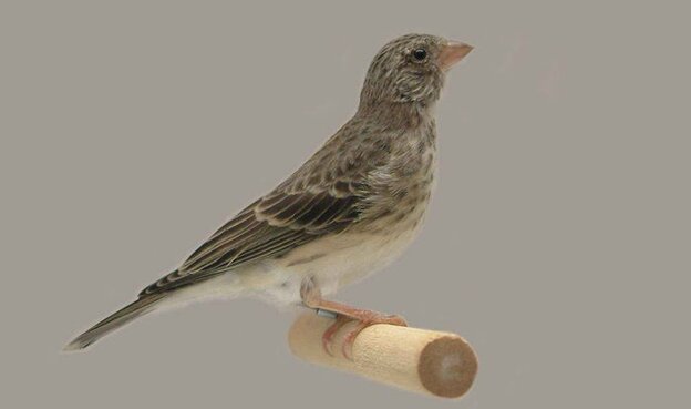 Burung sanger