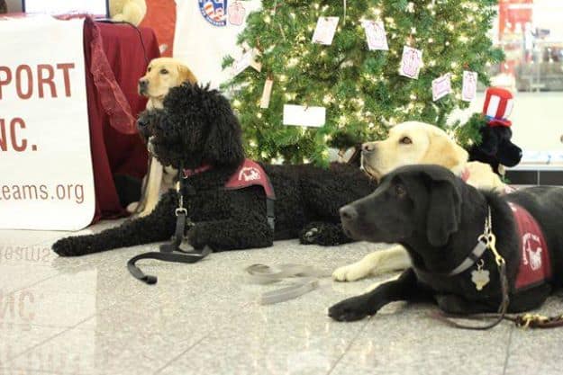 CST Puppy Training Outing