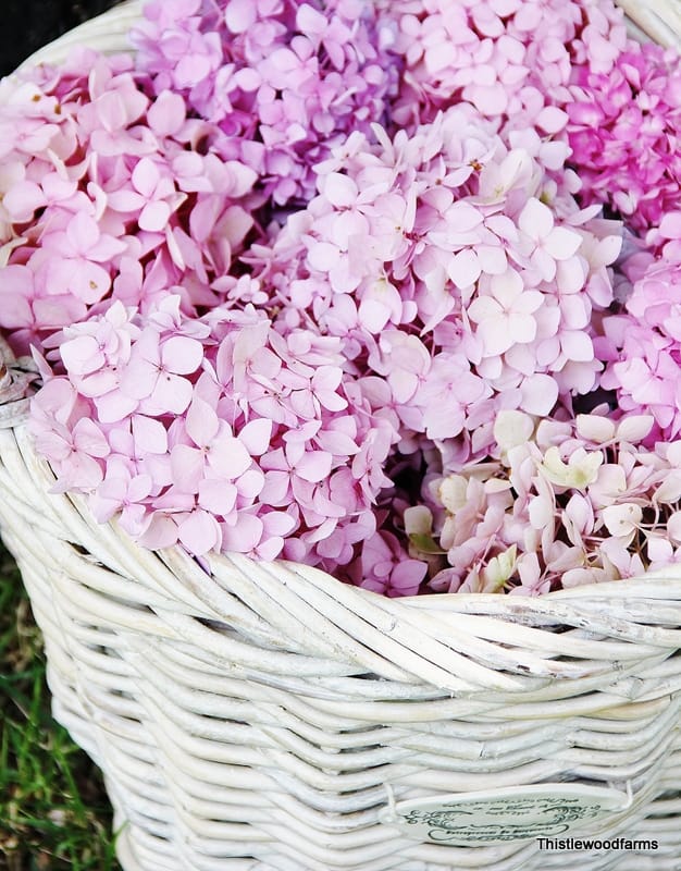 Tips for Helping Your Hydrangeas Bloom Thistlewood Farms