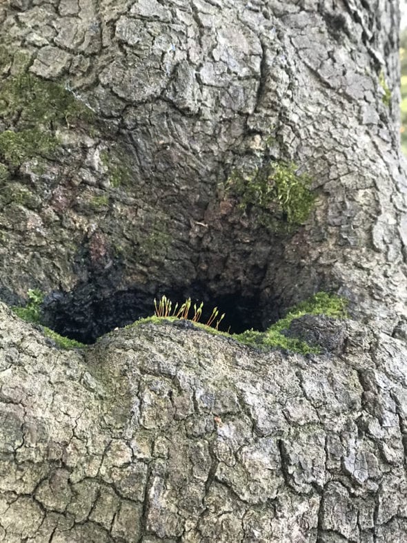 Moss sprouts in a tree trunk.