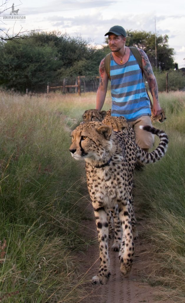 Geparden mit Animalperson - Sebastian Hilpert
